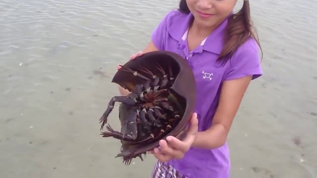 Смешные животные / Девочка и краб смотреть онлайн