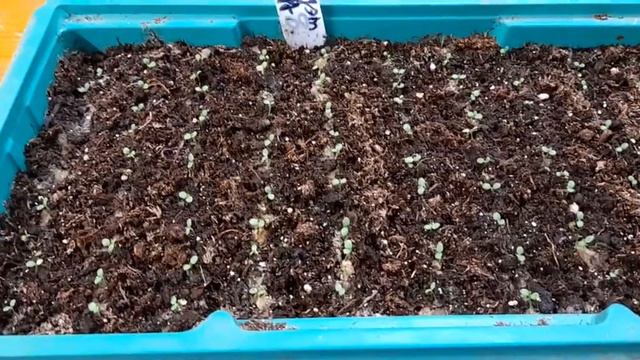 Махровая петуния .Неделя после всходов.Что делаю дальше .😉