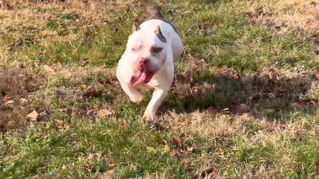 Муж вернулся! Не виделись несколько недель! Много собак и щенков!