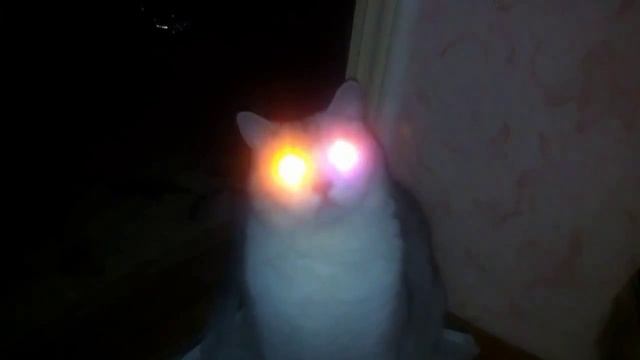Кот со светящимися глазами! Нереально смешно) смотреть онлайн