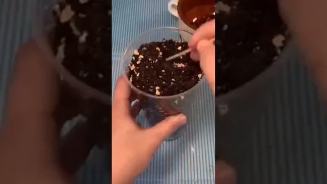 Как вырастить у себя дома финики? ? смотреть онлайн