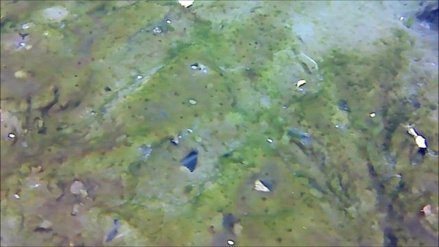 Голубое озеро в Башкортостане. Опустил камеру под воду. Чудо природы смотреть онлайн