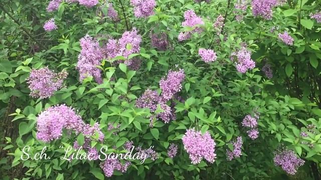 Сирень китайская Sхch. "Lilac Sanday" смотреть онлайн