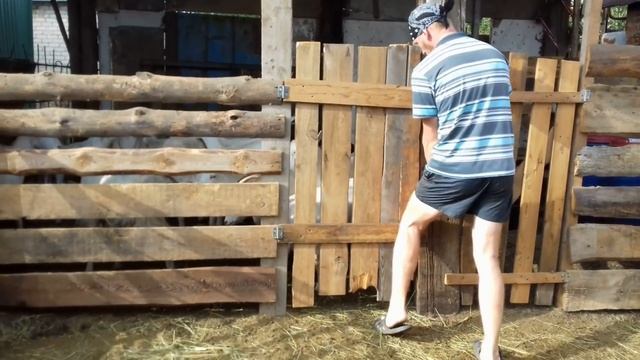 Идея доильного помещения для большого кол-ва коз. смотреть онлайн