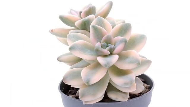 Graptoveria 'Titubans' F. Variegata