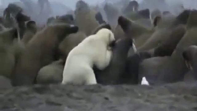 Бои животных Белый медведь vs моржи смотреть онлайн
