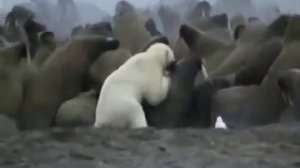 Бои животных  Белый медведь vs моржи