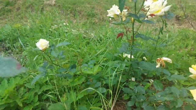 3 августа 2023 г. смотреть онлайн