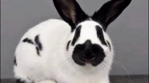 Кролик породы "Строкач" . Плюсы и минусы кроликов. Бабочка