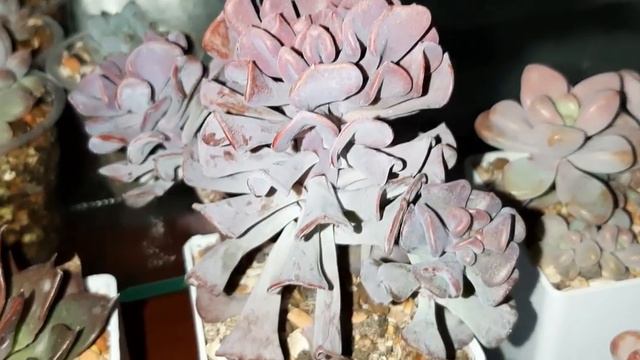My collection of succulents смотреть онлайн