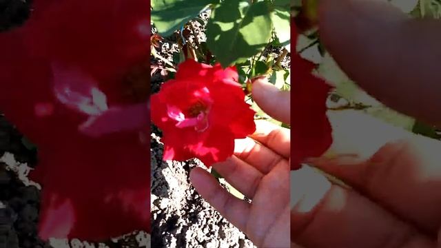 Роза Чамплейн.Первогодка. смотреть онлайн