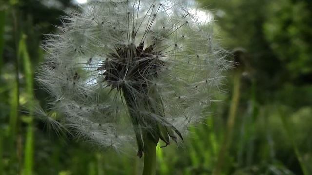 Sony hdr-cx405 test. смотреть онлайн