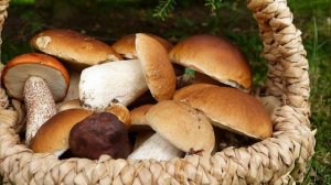 М.Н. Малышев "Благородный гриб"