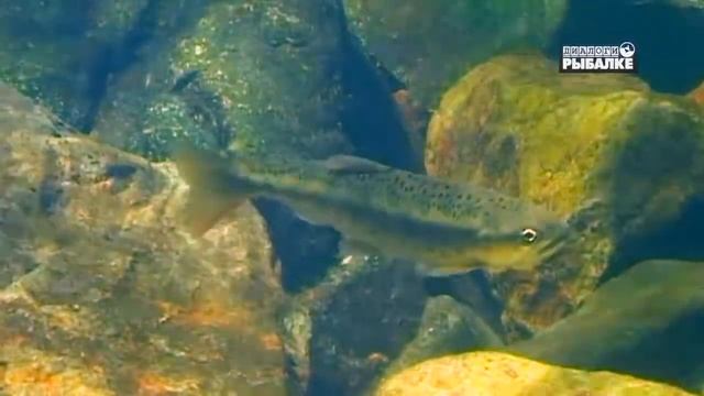 СИМА. О чём молчат рыбы 103 Oncorhynchus masou смотреть онлайн