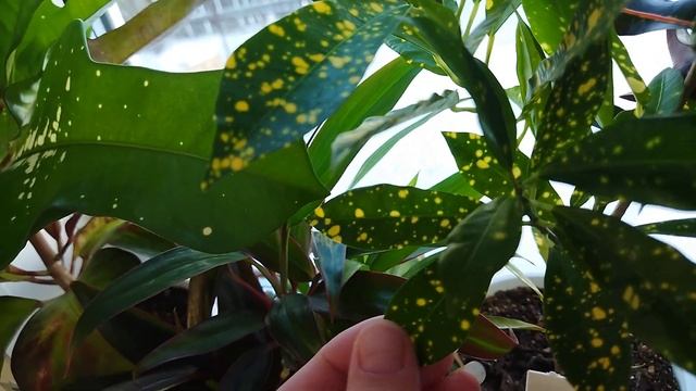 Обзор комнатных растений на окне смотреть онлайн