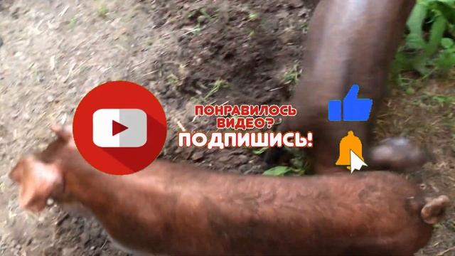 ПЕРЕЕЗД В НОВЫЙ ДОМ! КУРЫ ЛЮДОЕДЫ! ЯЙЦА ИЛИ ШАШЛЫК? РОТОРНАЯ КОСИЛКА В ДЕЛЕ! СВИНЬИ НА СВОБОДЕ! смотреть онлайн