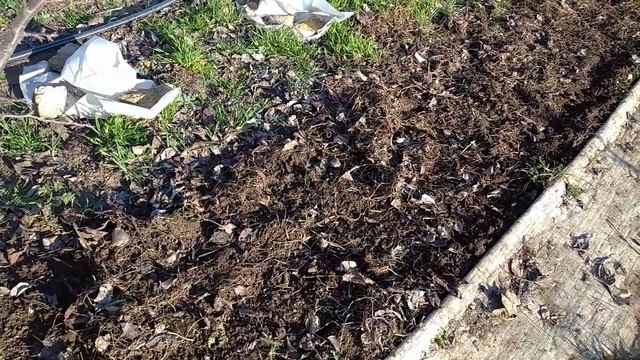 Посадила ЯРОВОЙ ЧЕСНОК. Чем отличается ЯРОВОЙ чеснок от ОЗИМОГО. Посеяла СИДЕРАТЫ (горчицу). смотреть онлайн