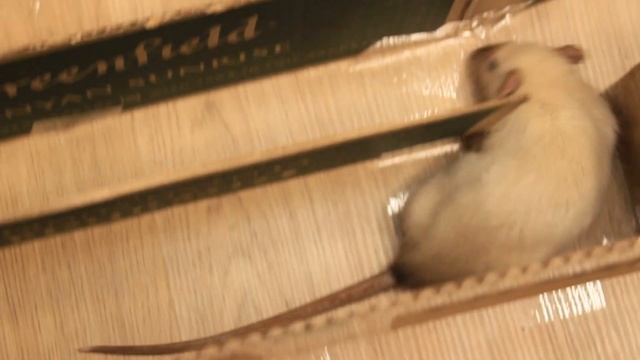 ЛАБИРИНТ ДЛЯ КРЫС СВОИМИ РУКАМИ ИЗ КАРТОНА! / КАК СДЕЛАТЬ ЛАБИРИНТ ДЛЯ КРЫС? / КРЫСЫ В ЛАБИРИНТЕ! смотреть онлайн