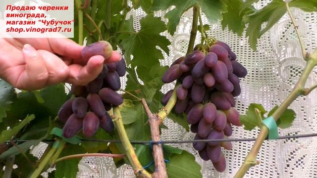 Виноград, новинка- Находка Калугина. Срок созревания ранний, ягода крупная, вкус фруктовый. смотреть онлайн