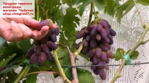 Виноград, новинка- Находка Калугина. Срок созревания ранний, ягода крупная, вкус фруктовый.