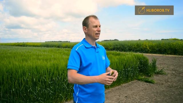 Озима пшениця Зараження септоріозом, фузоріозом колосу смотреть онлайн