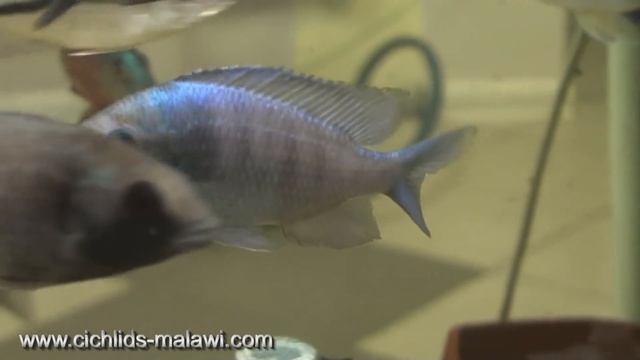 Цихлиды малави (cichlids of Malawi) смотреть онлайн
