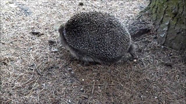 ЕЖИ - Зверьки в колючих шубках смотреть онлайн