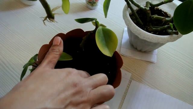 ПОСАДКА и ПЕРЕСАДКА ПЕПЕРОМИИ Peperomia смотреть онлайн