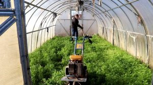 Перепахиваем горчицу в теплице на самоизоляции