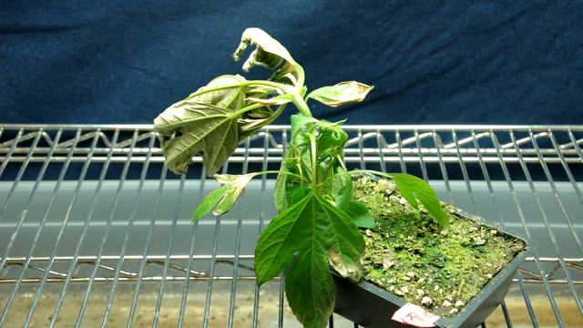 2,4-D injury on Ambrosia trifida alternate angle 2.mov смотреть онлайн