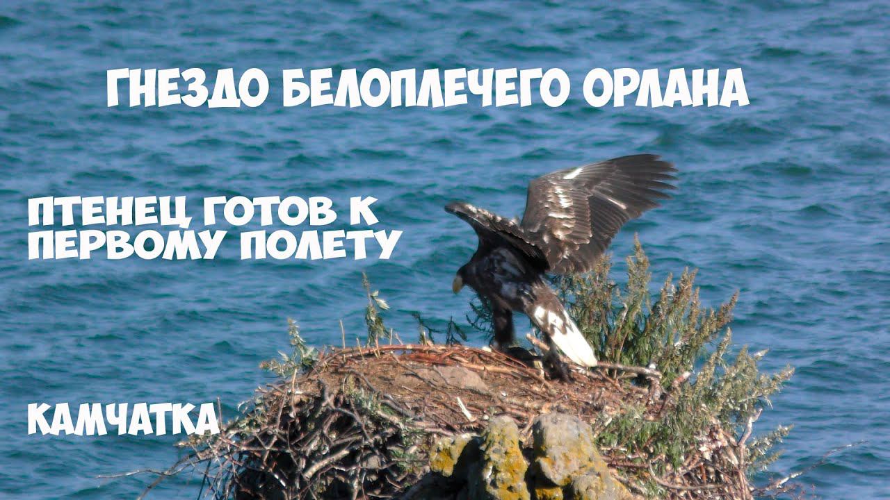 Гнездо белоплечего орлана Камчатка часть 4 смотреть онлайн