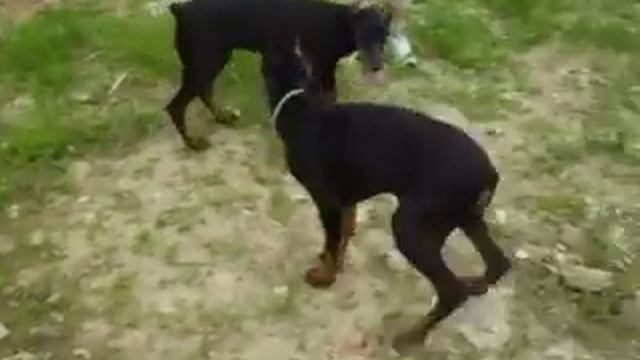 Doberman Fight