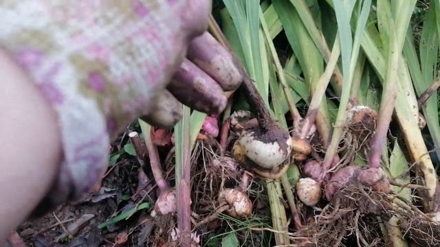 Выкапываем гладиолусы на зиму. Советы от Ольги смотреть онлайн