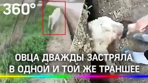 Медаль за невезение: овца дважды застряла в одной и той же траншее и стала мемом