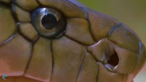 СЛОНЫ И ЗМЕИ