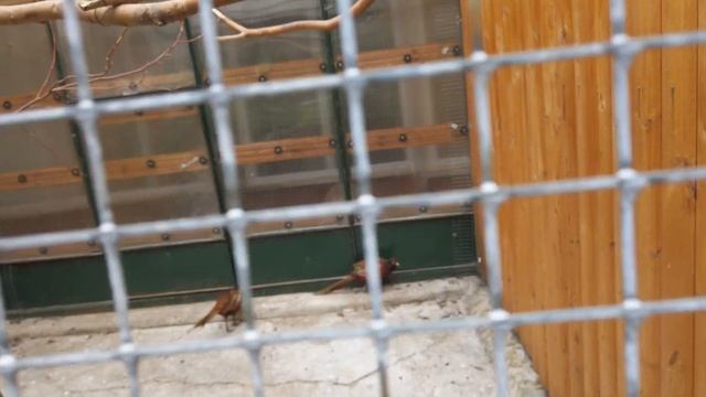 Зоопарк На Жукова | Омск_просто смотреть онлайн