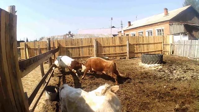 бои быков за даму сердца/бои быков