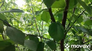 Лещина, лесной орех. Мой опыт выращивания.