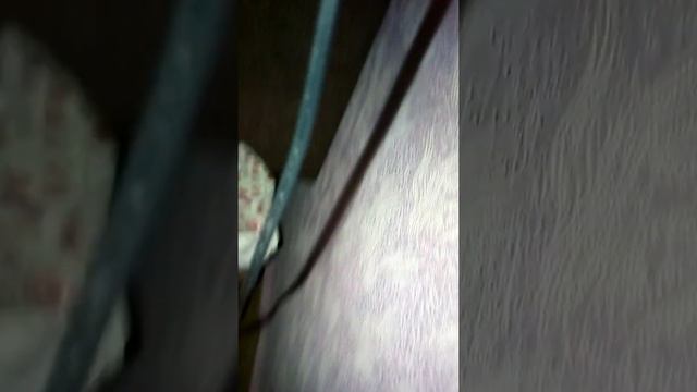 Моё самое первое и любимое животное смотреть онлайн