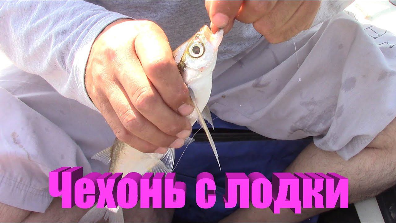 Рыбалка на Каме . Август . Ловим чехонь. смотреть онлайн
