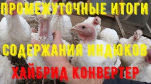 Промежуточные итоги содержания индюков Хайбрид Конвертер. [Жизнь в деревне]