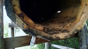 3 года жизни пчел в колоде. Личный опыт колодного пчеловодства. Осмотр колоды