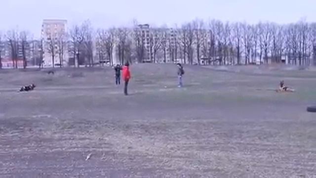 Занятия по дрессировке 28 03 2015, отработка укладки в исходном положении,подзыв смотреть онлайн