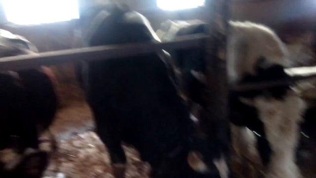 откорм быков доход с быка в месяц смотреть онлайн