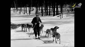 Собаки, ставшие легендой_ сибирский хаски Балто (hasky Balto)