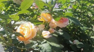 Роза Розоман Жанон (Rosoman Janon)2022?