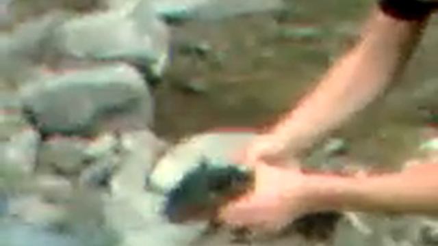 Охота на Кабанів