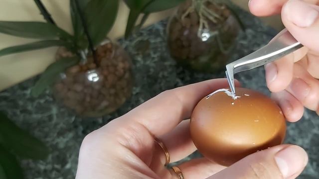 Инкубация яиц Марана/ Руки в КРОВИ/ Как помочь цыпленку выбраться из скорлупы смотреть онлайн
