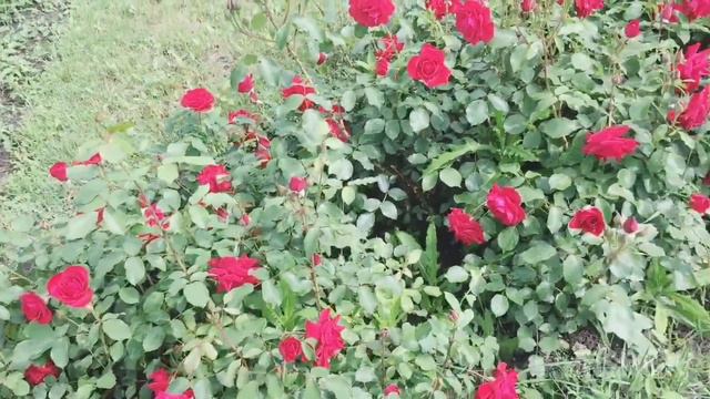 Lecture 41♥️ PRESENT PERFECT! смотреть онлайн