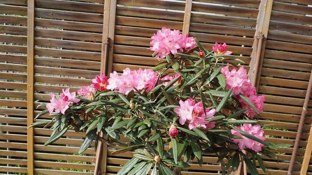 【盆栽Bonsai】シャクナゲが今年も咲いていますRhododendron bloomed again this year смотреть онлайн